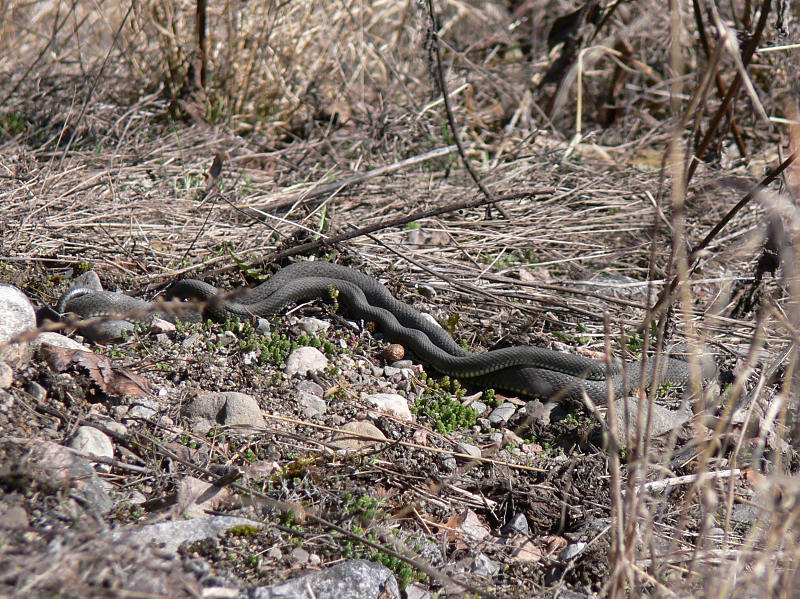 Snok - Natrix natrix - Grass snake