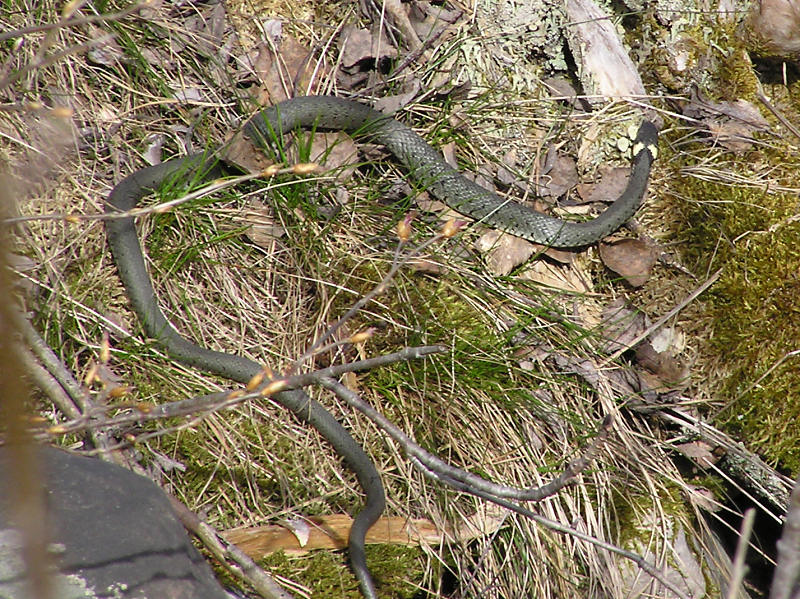 Snok - Natrix natrix - Grass snake