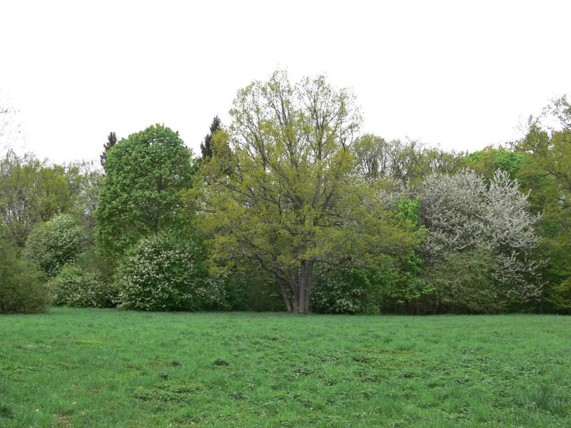 19 maj -06: Trden blommar - The trees are in flower