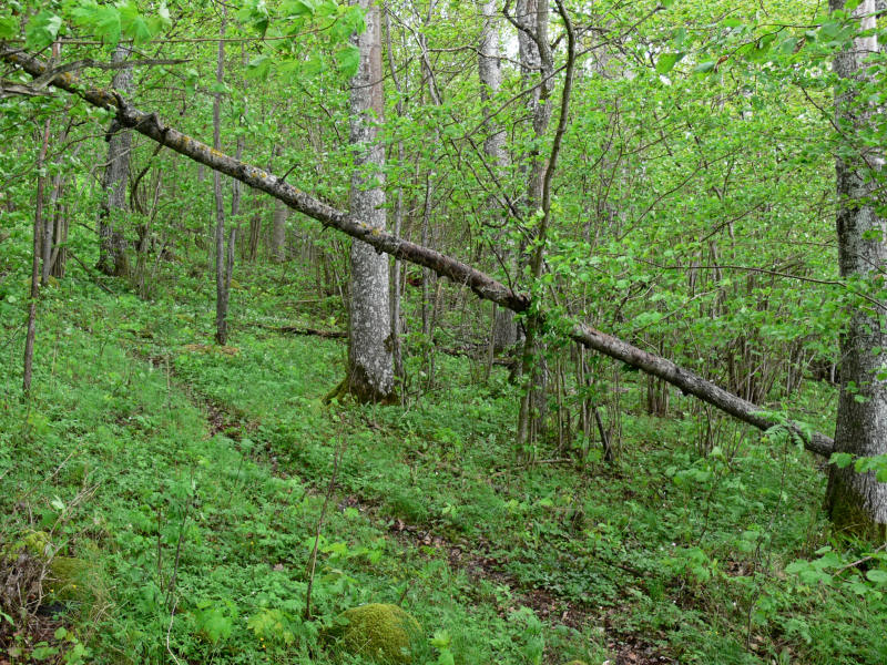 Naturstigen fick ett nytt hinder i gr - A new obstacle on the trail