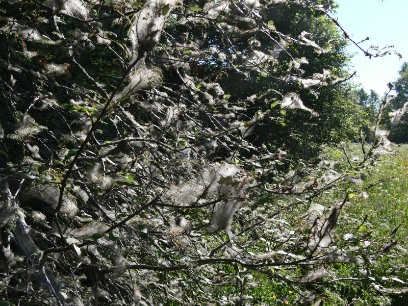 Hggspinnmalen har spunnit in en hgg - Bird-cherry Ermines have consumed all the leaves on this bird cherry