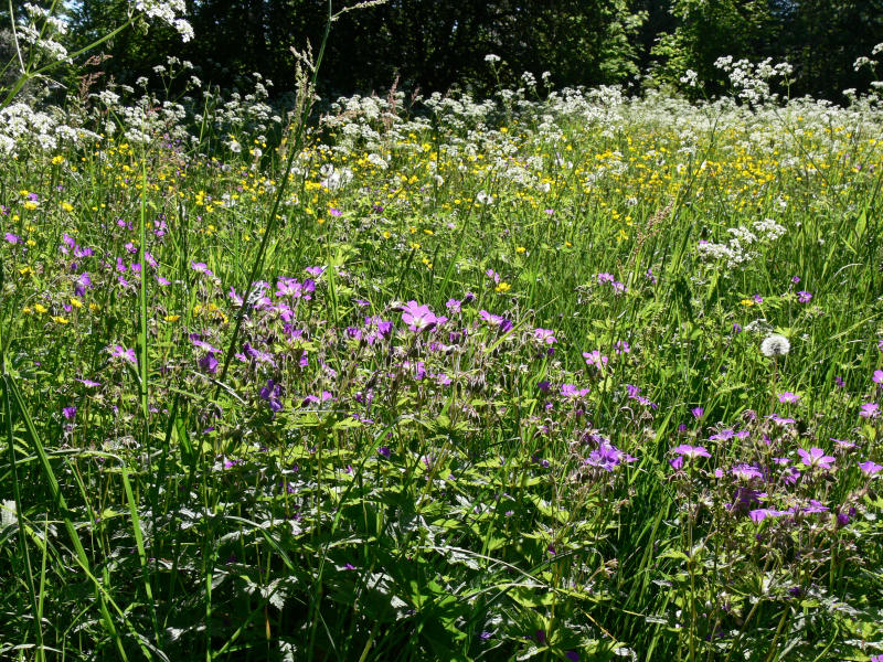 Midsommarblomster, smrblomma och hundkx - Wood Cranes-bill, Meadow Buttercup and  Cow-Parsley