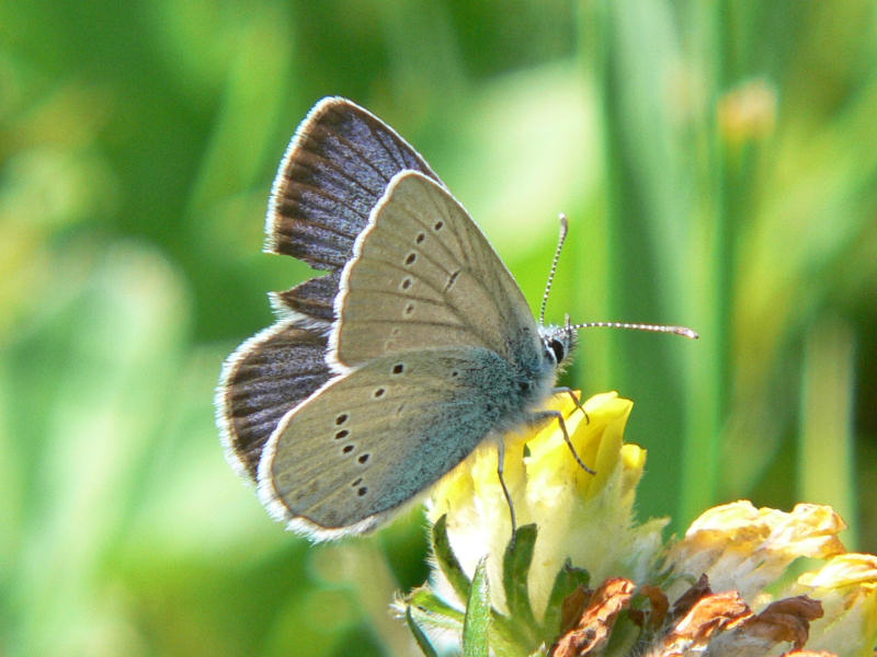 ngsblvinge - Polyommatus semiargus - Mazarine Blue