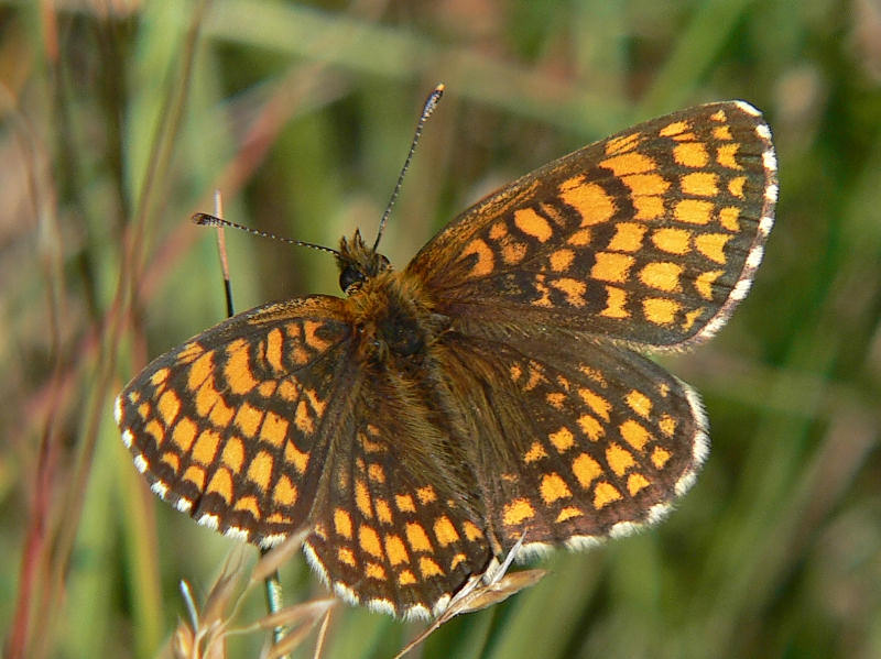 Skogsntfjril - Melitaea athalia - Heath Fritillary