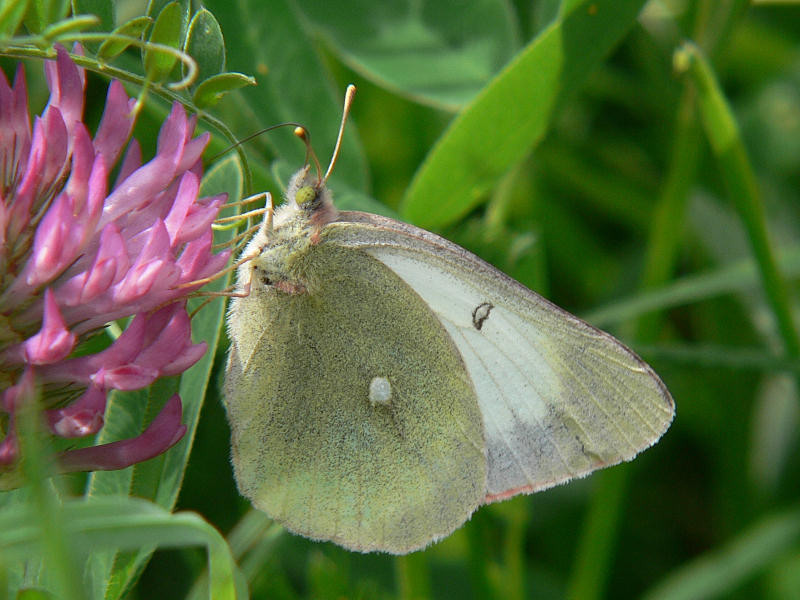 Svavelgul hfjril - Colias palaeno - Moorland Clouded Yellow