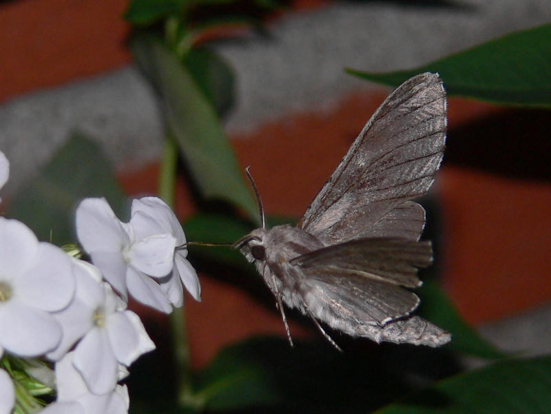 Tallsvrmare - Sphinx pinastri - Pine Hawkmoth