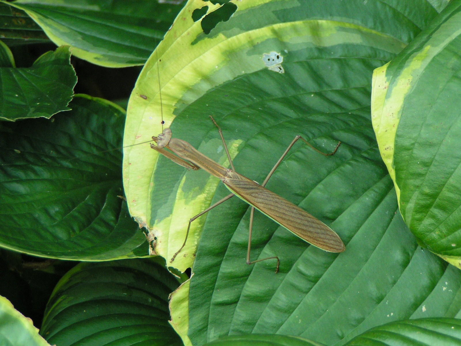 Mantis, praying