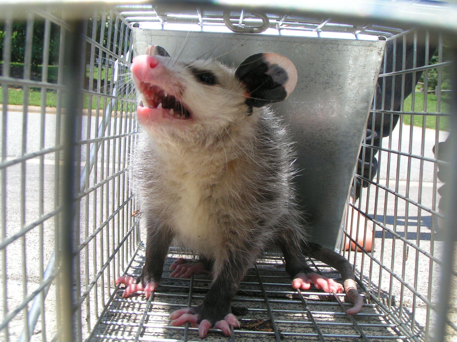 Little opposum