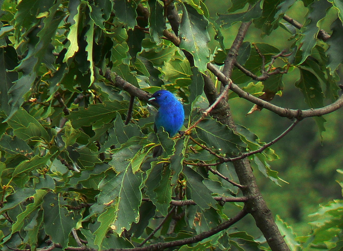 Indigo Bunting