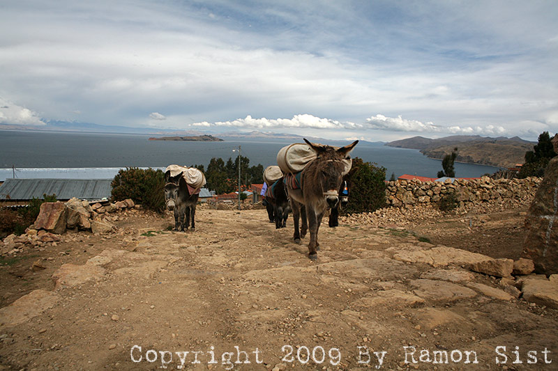 IMG_2449.jpg