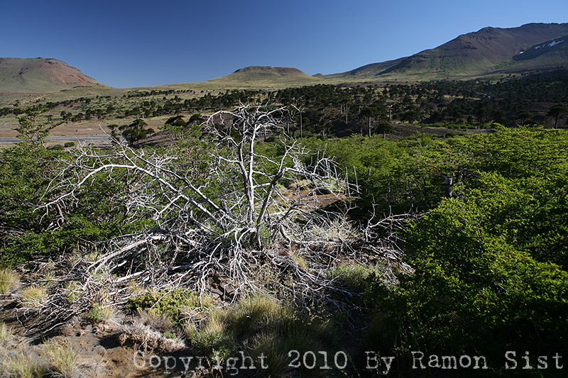 IMG_3675.jpg