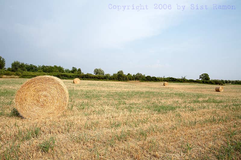 IMG_7808.jpg