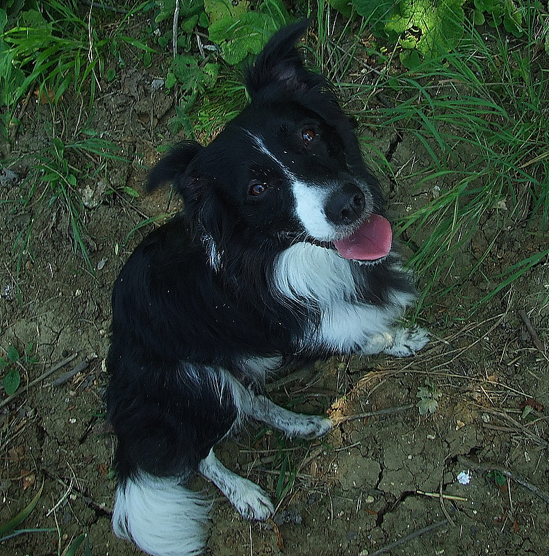 Lady,my collie,posing.(again)