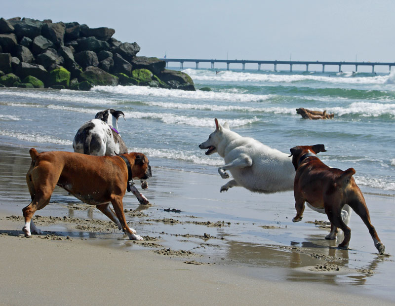 Dog Days of Summer