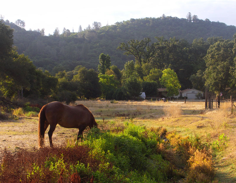 Horse Ranch