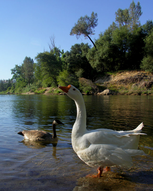 Geese