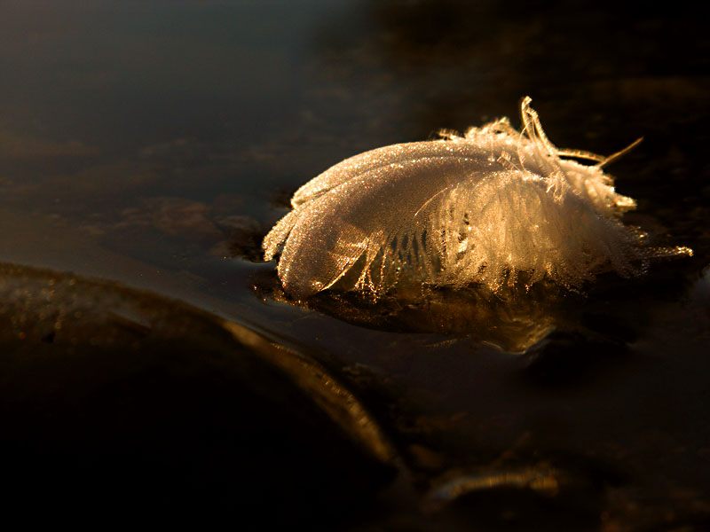 Feather
