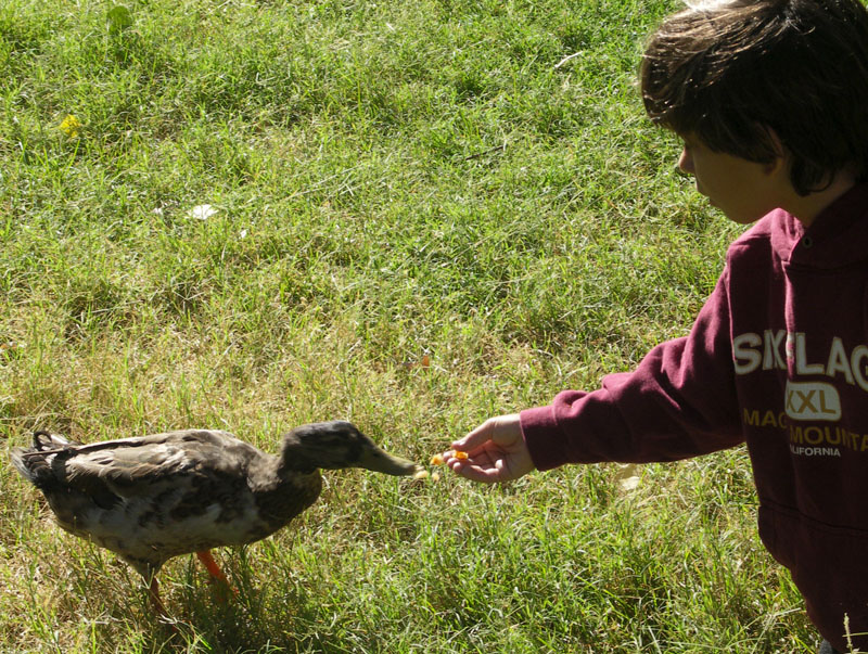 Feeding A Duck