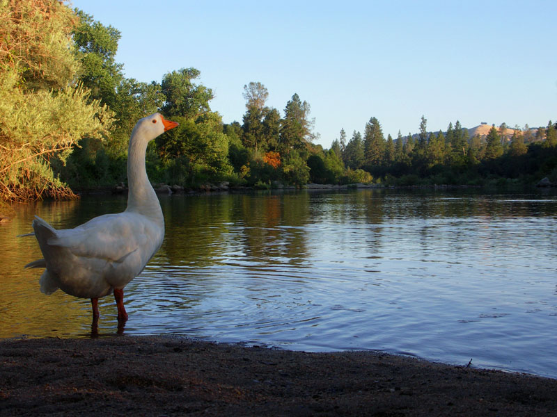 White Goose On The River