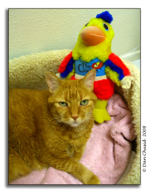 Cat & Chicken