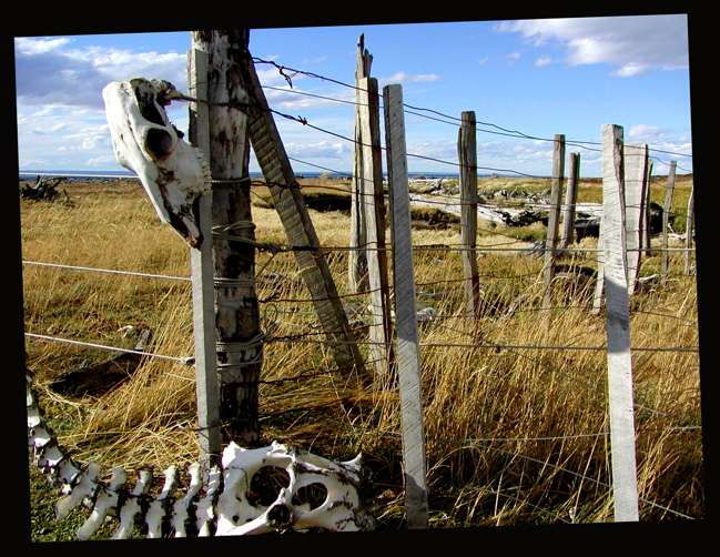 Otway Penguin Preserve