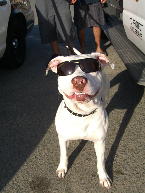 Dog With Sunglasses