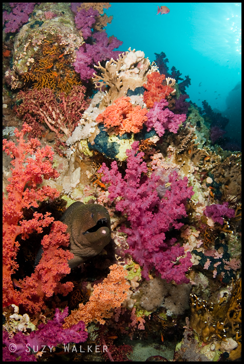 Garden of coral