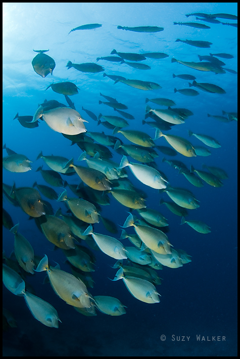 Schooling Unicorn fish