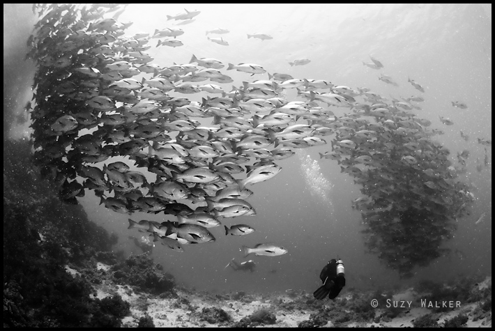 Snapper disturbed by diver