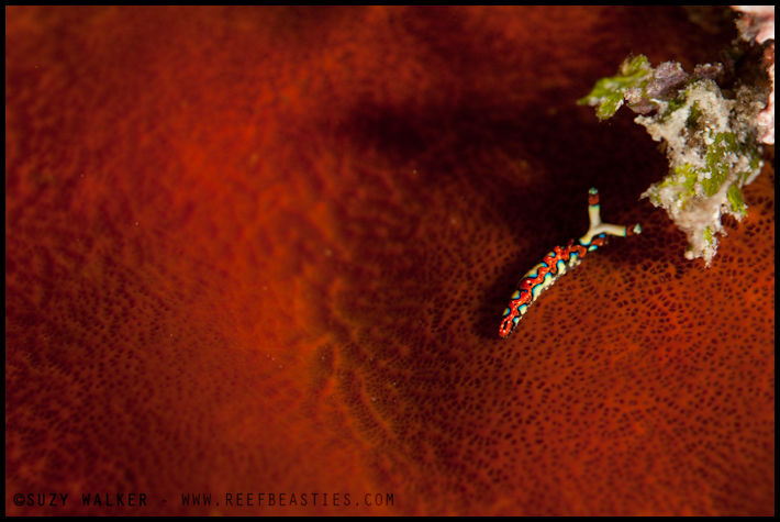 Tiny nudi on red sponge