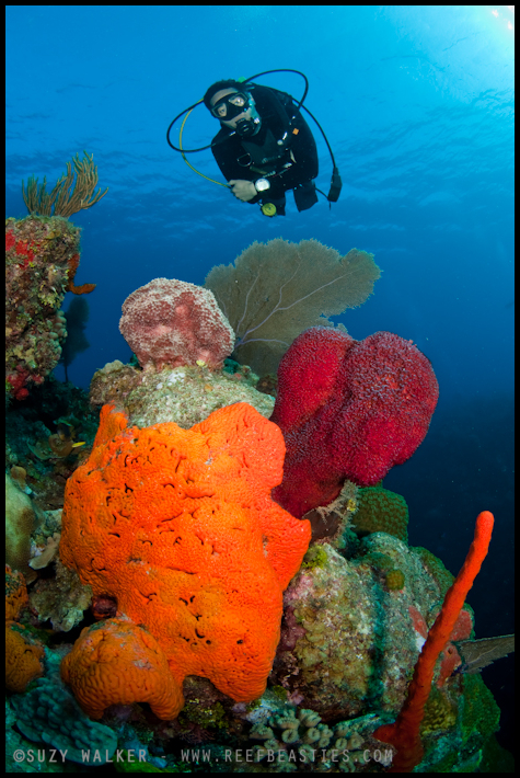 Mike with sponges