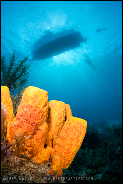 Yellow sponge