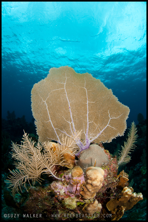 Seafan & Coral