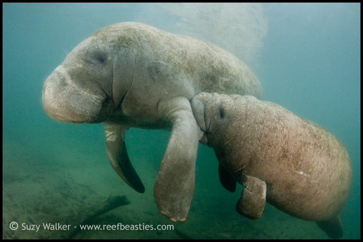 Mum feeding baby