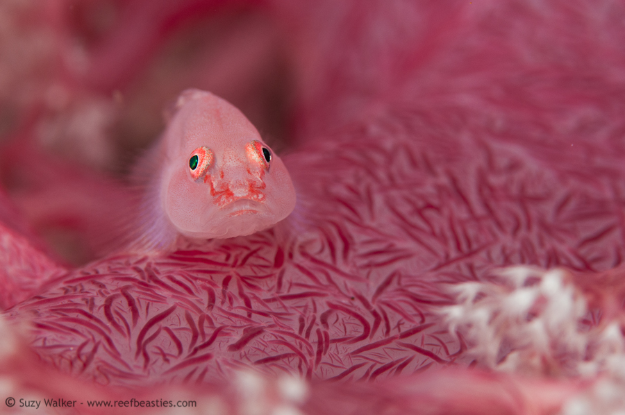 Soft coral fish