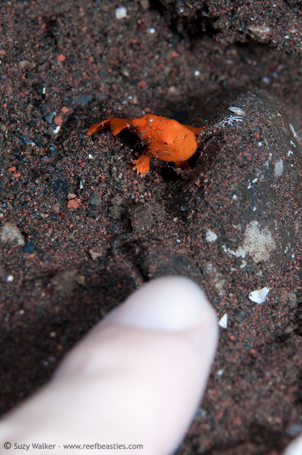 Teeny Tiny frogfish