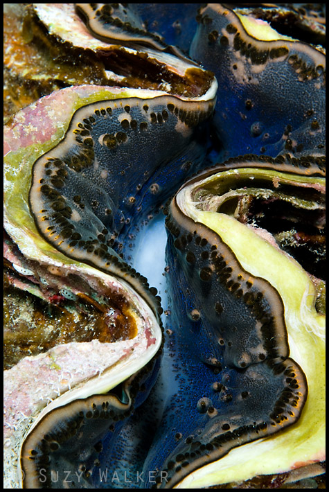 Giant Clam