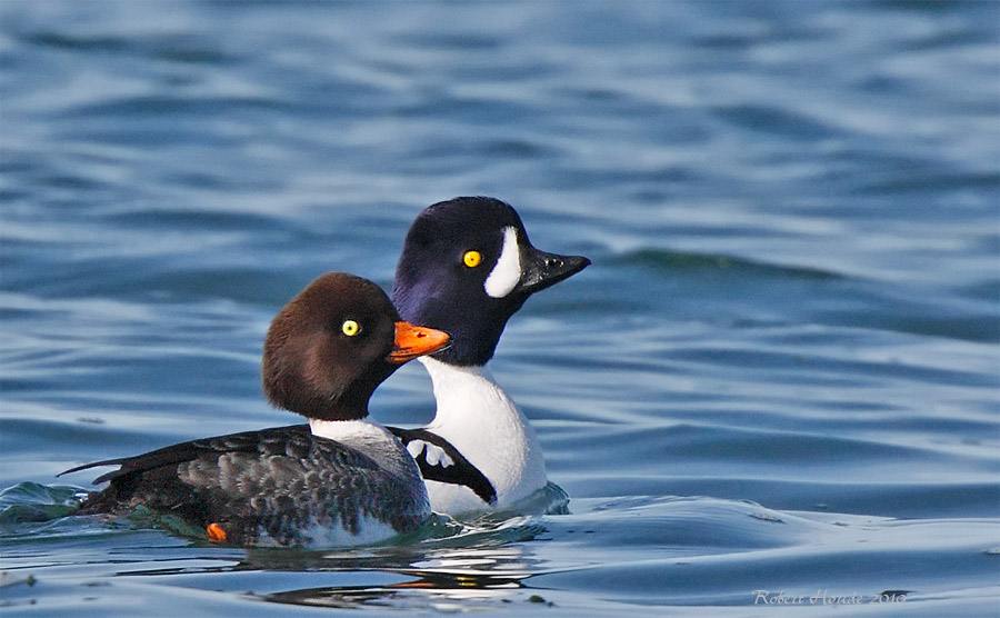 Garrot dIslande -- _MG_7438 -- Barrows Goldeneye