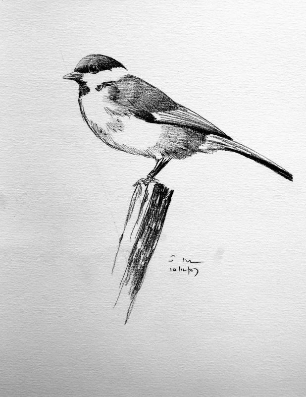 Chickadee