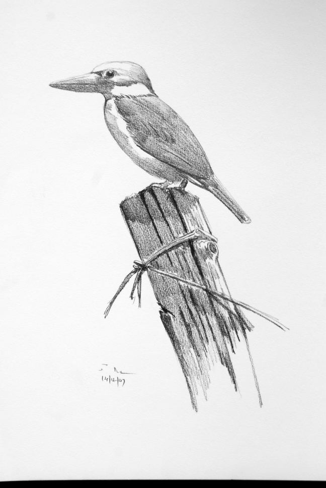 Stock Billed Kingfisher