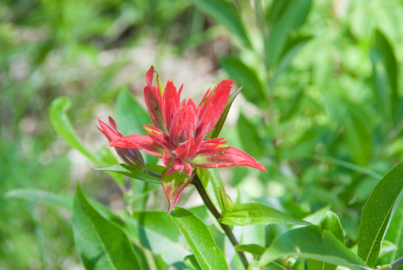 More Indian Paint Brush