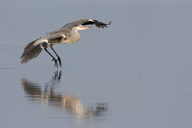 Herons, Storks and Spoonbills