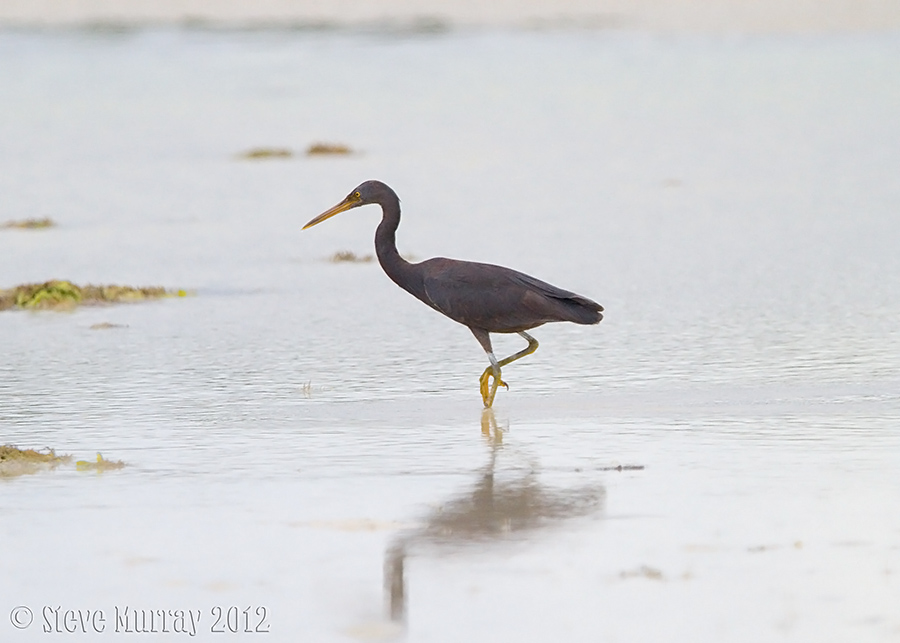 Western Reef Heron (Egretta gularis)