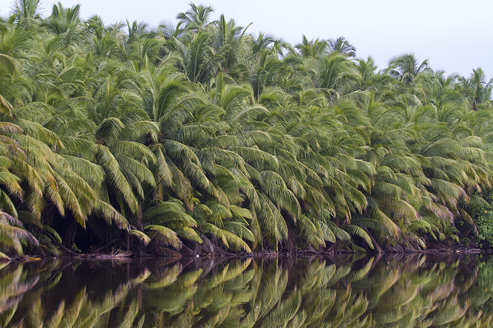 Beshar Beshar Swamp