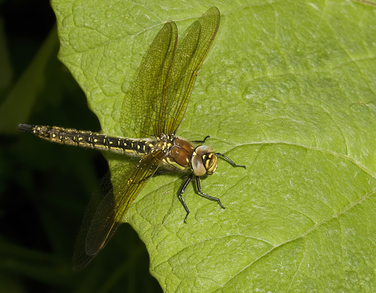 Hairy hawker/Glassnijder 3