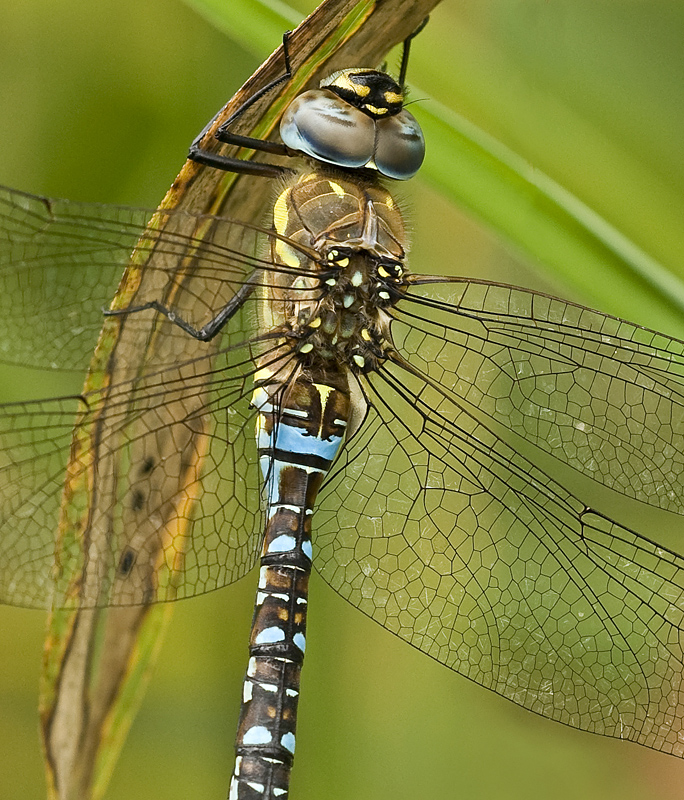 Migrant hawker/Paardenbijter (m) 65