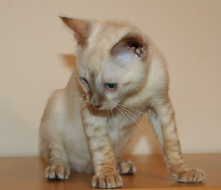 Bengal Kitten