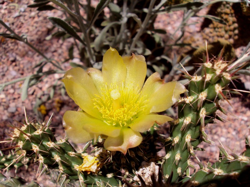 Cholla Flowers