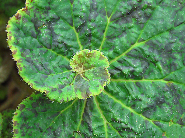 leaf-058