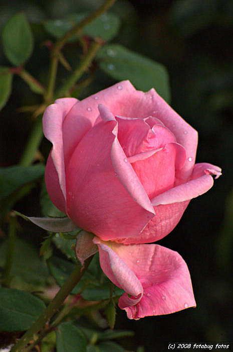 A Pink Rose